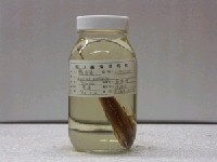 藏品(縱帶鸚鰕虎)的圖片